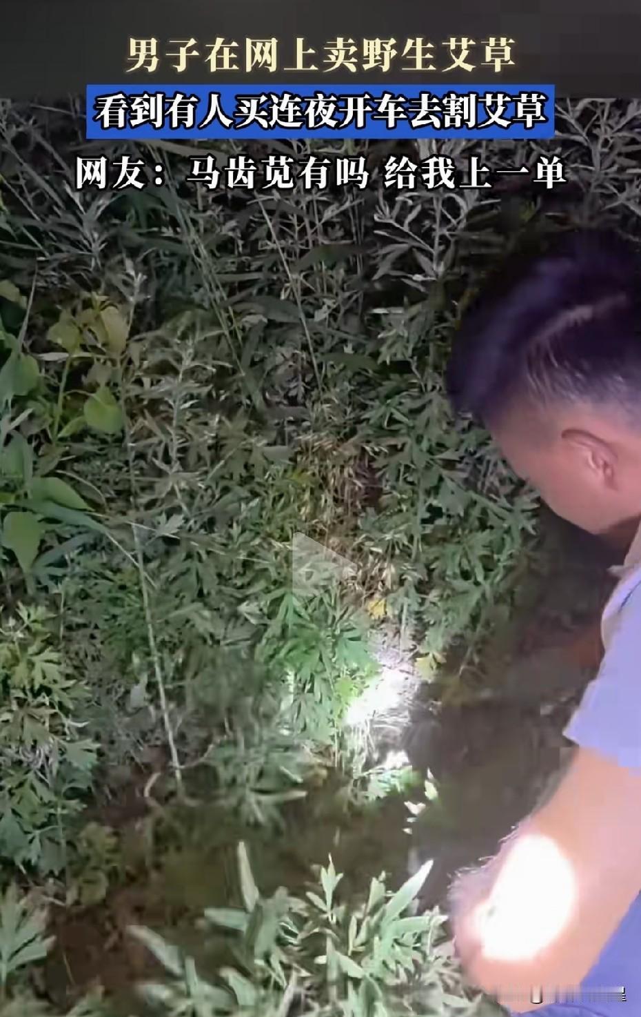 端午节艾草就这么热卖吗？买家半夜下单，商家连夜采割！
 
山东一商家随手拍路边野