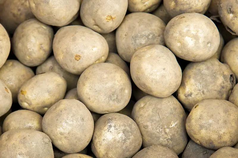 饱和了，严重的饱和了。
冷库土豆还没有清理出库，新土豆重叠上市，南北两方土豆同时