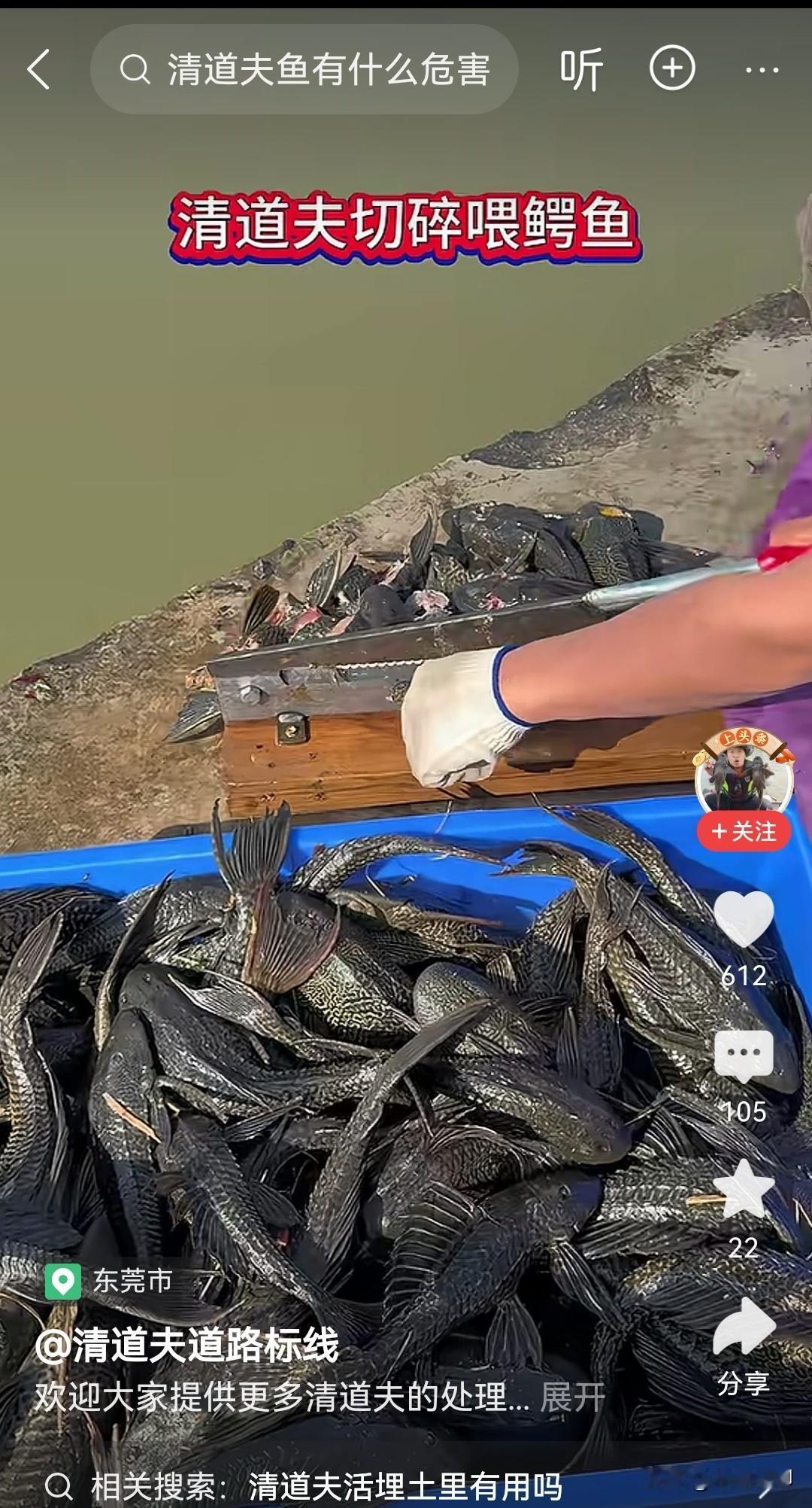 清道夫只能喂鳄鱼了吗？还有没有其他办法，这种鱼已经成公害了，简直就是鸡肋，食之无