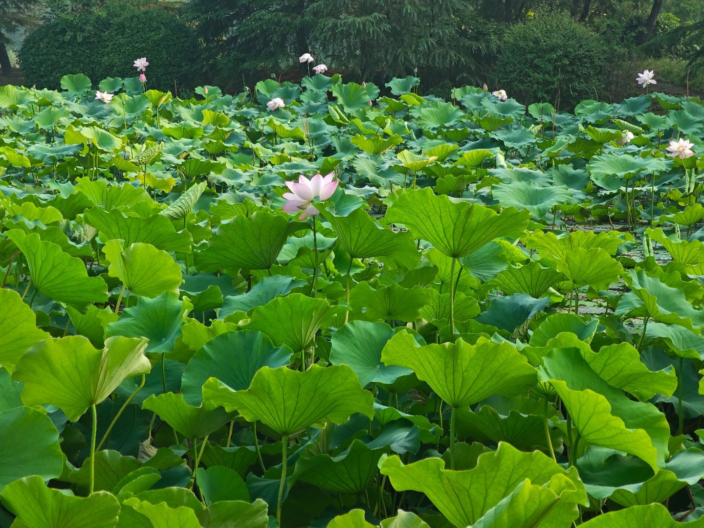 莲花过人头