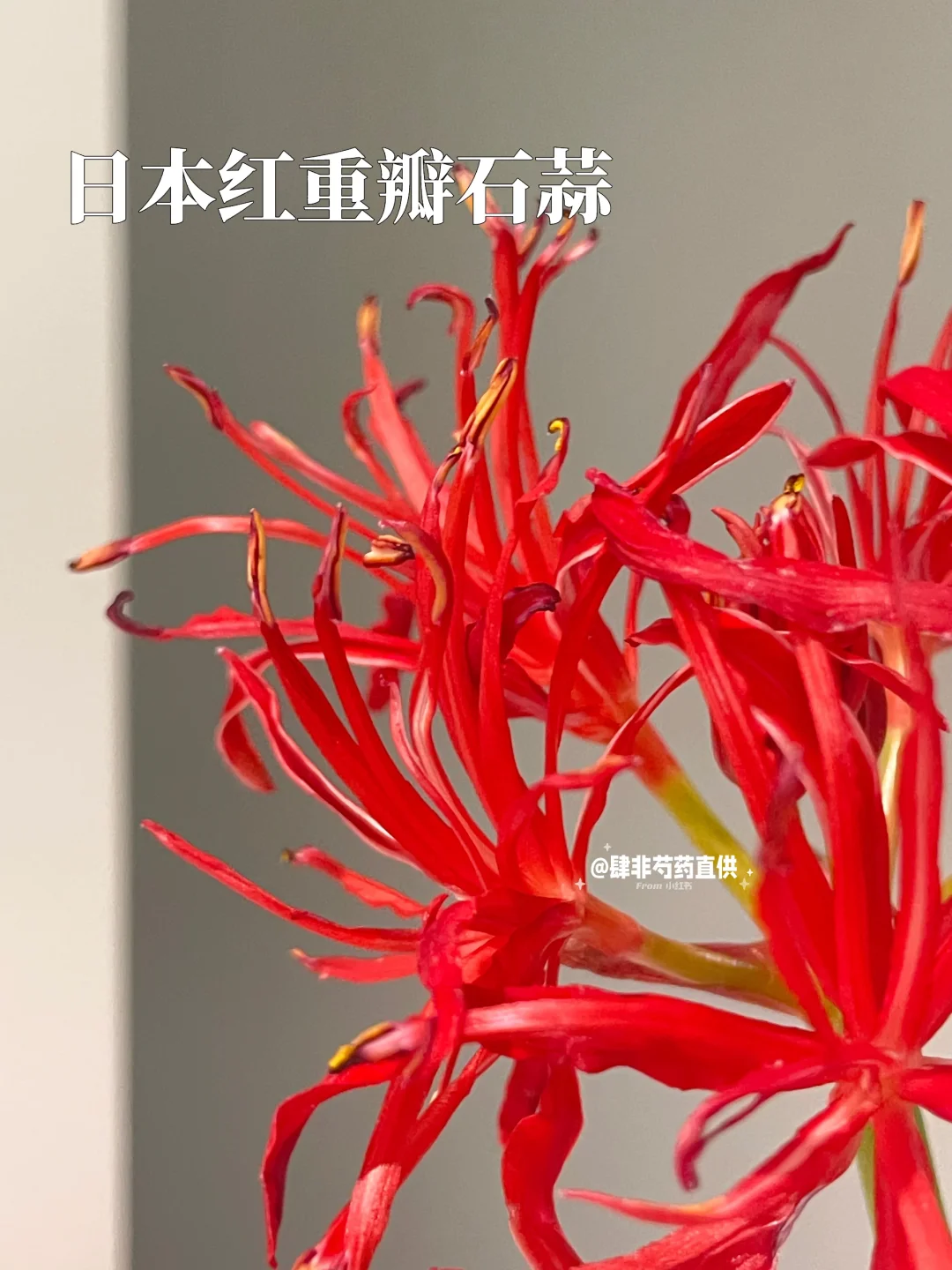 记录 日本红重瓣石蒜