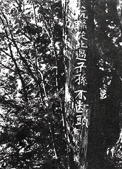 1983年，靖宇县一个护林员在老林子里溜达，突然对着棵树“噗通”跪下了，手里半块