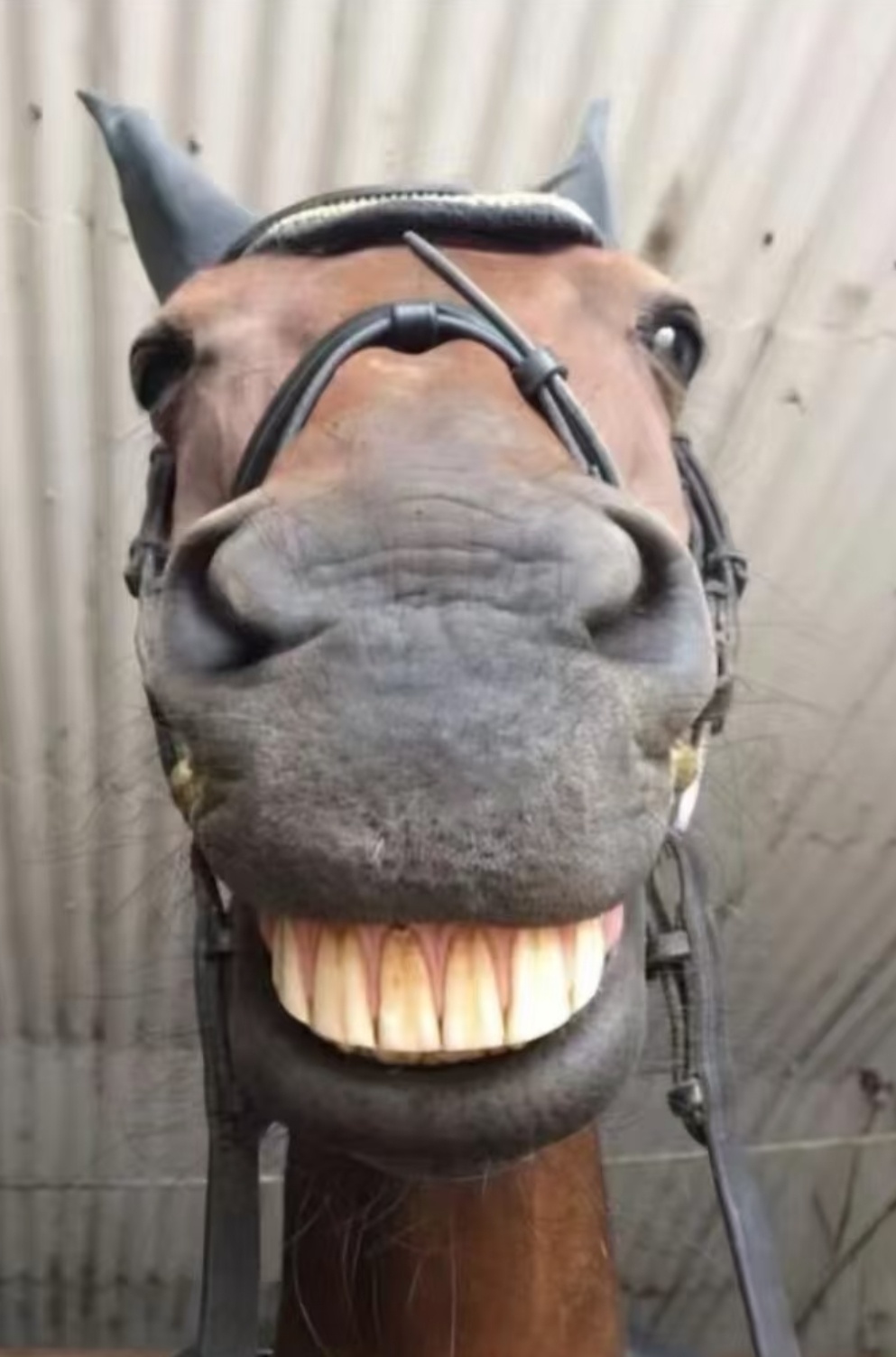 每天一条冷知识 要想判断马的年龄，可以看看它们的门齿。马和人一样，会随着年龄的增