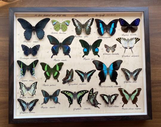 绿色主题蝴蝶标本图鉴横版