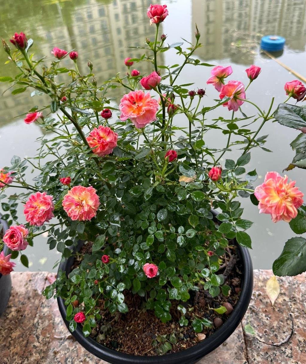 100元钱一盆的白玫瑰，划算吗？

昨天到一个私家玫瑰花园赏花回来后发了个抖音，