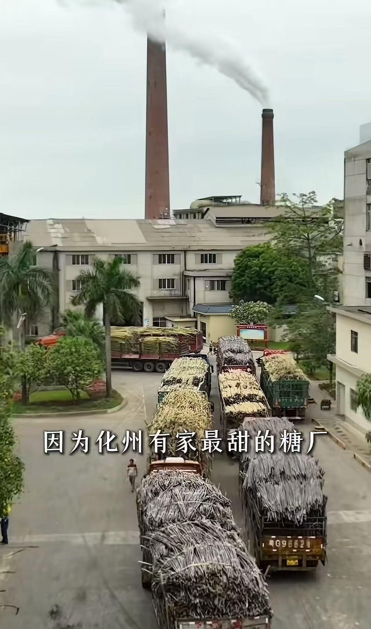 广东一家叫耀明的糖厂，4月24日立了个新规矩。来送甘蔗的大货车，只要在门口排队，