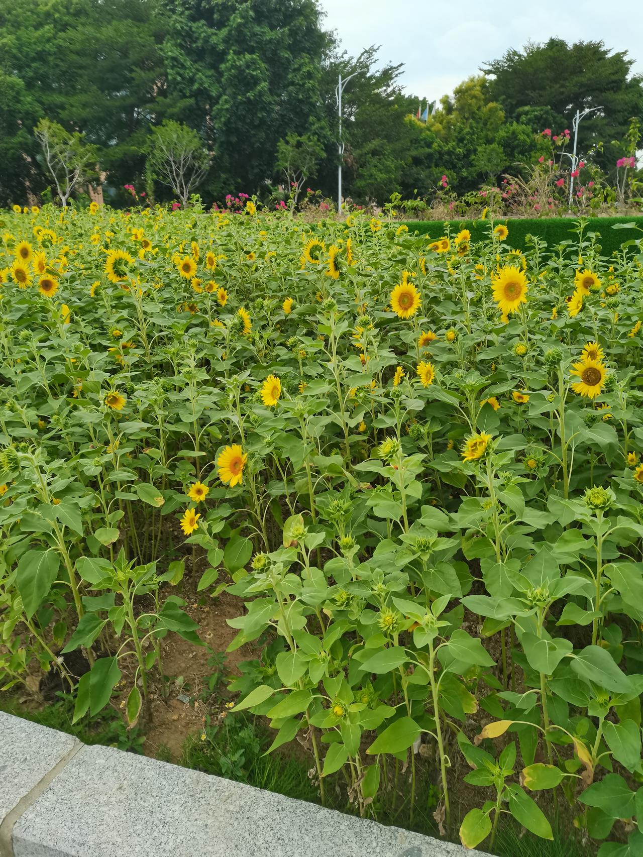 冬日生活打卡季都说广东只有两个季节，一个是夏季，一个是正在夏季的路上，现如今已经