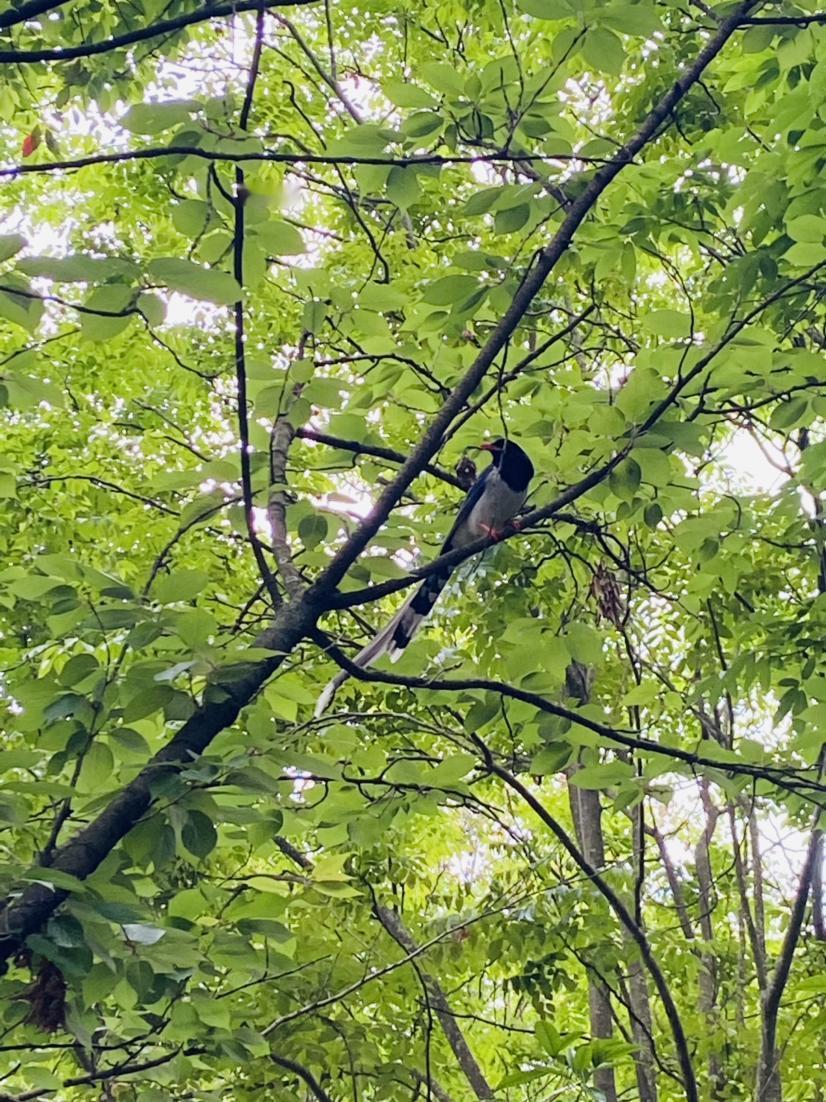 图中这个是喜鹊吗，红嘴蓝雀应该也算是喜鹊的一种🐦吧

我带着狗子🐶在小花园里