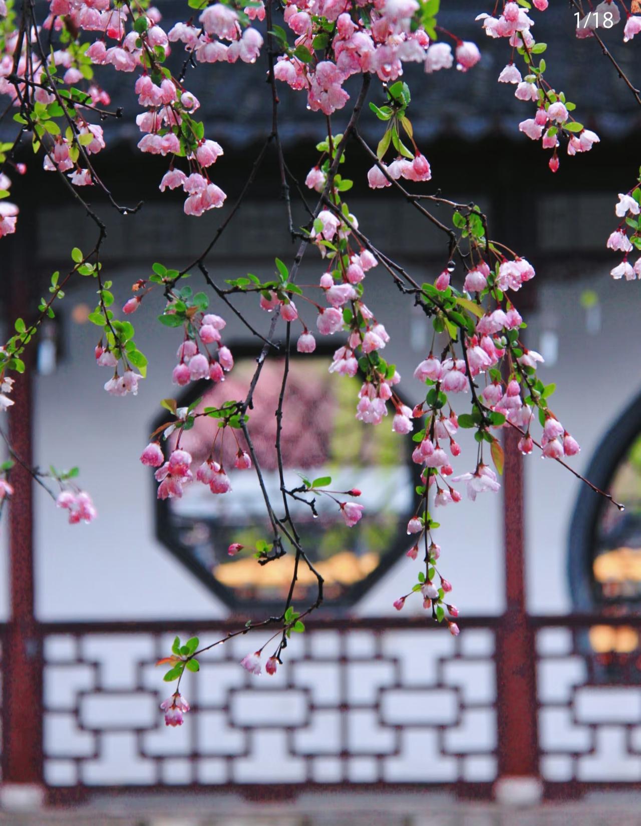 南京的春天是个盛大的形容词！
3月准备要来南京游玩的朋友，
一定要看过来！！！