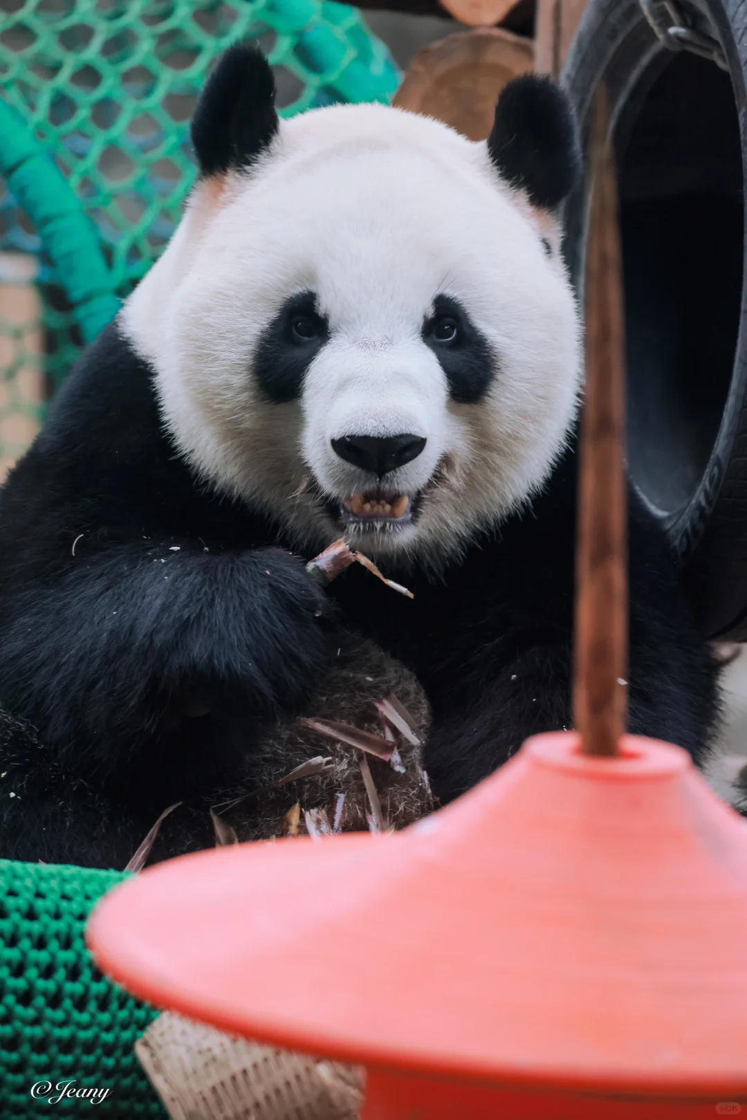 宝呀😊你咋跟你三哥萌兰共用一张脸🐼