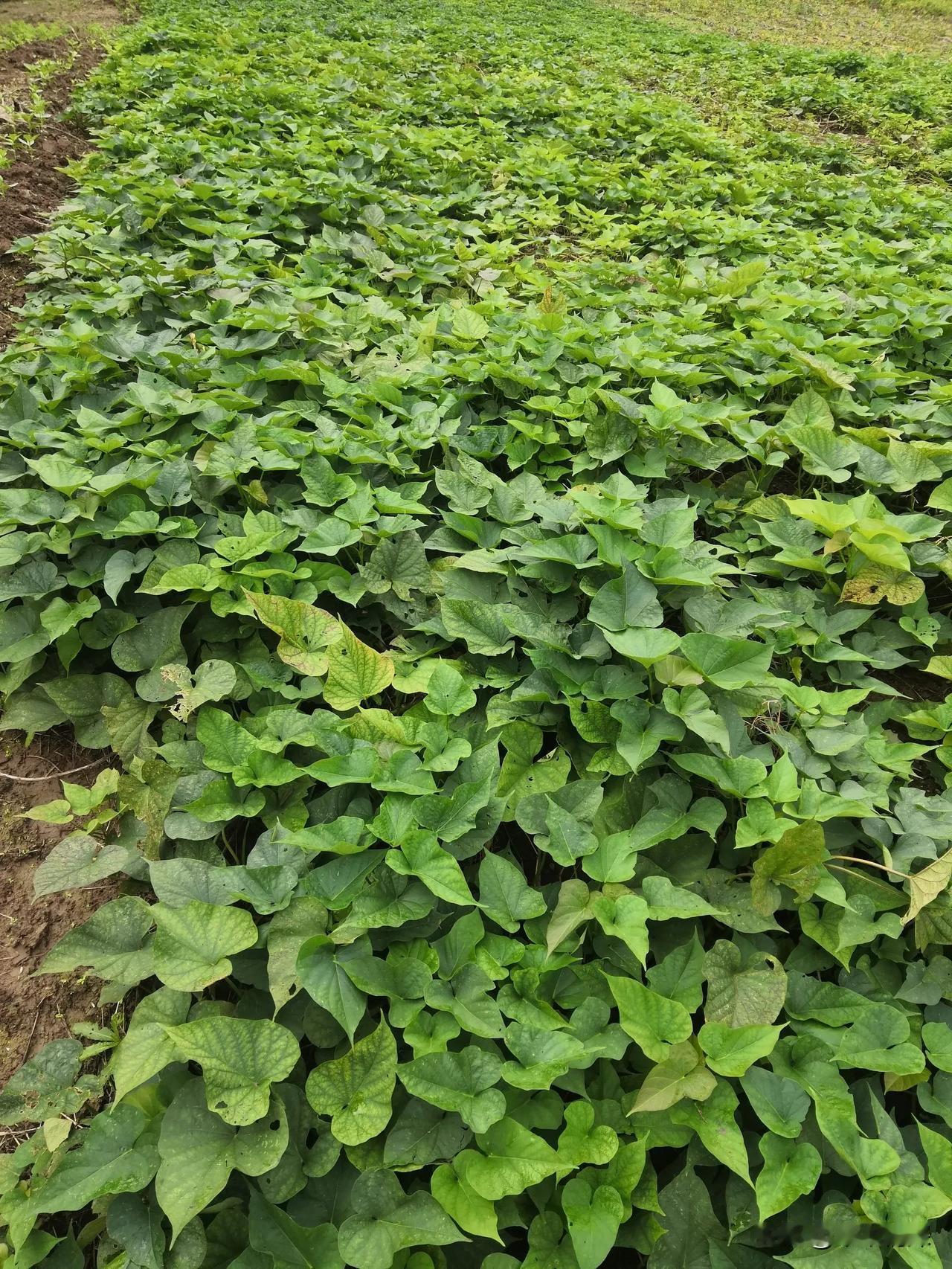 图片中的红薯藤虽然好，但这也是表面的叶子而好看，就进土里面的红苕漂亮吗？现在不得