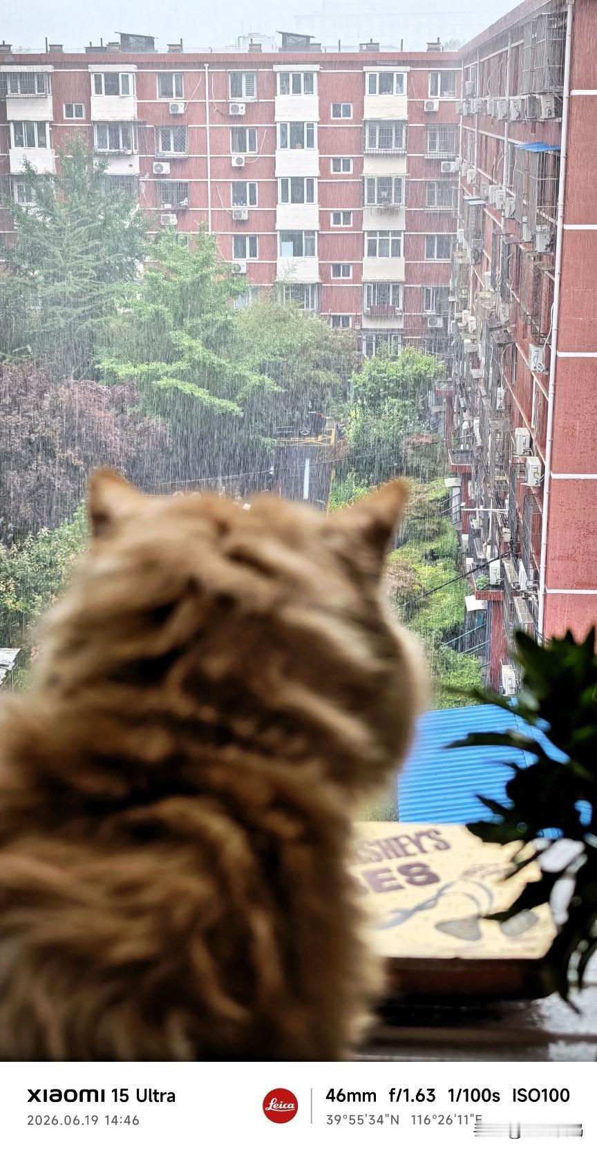 分享一张窗边的猫咪窗边的大橘小老虎，看风，看雨，看景，看鸟，看人间烟火，看四季更