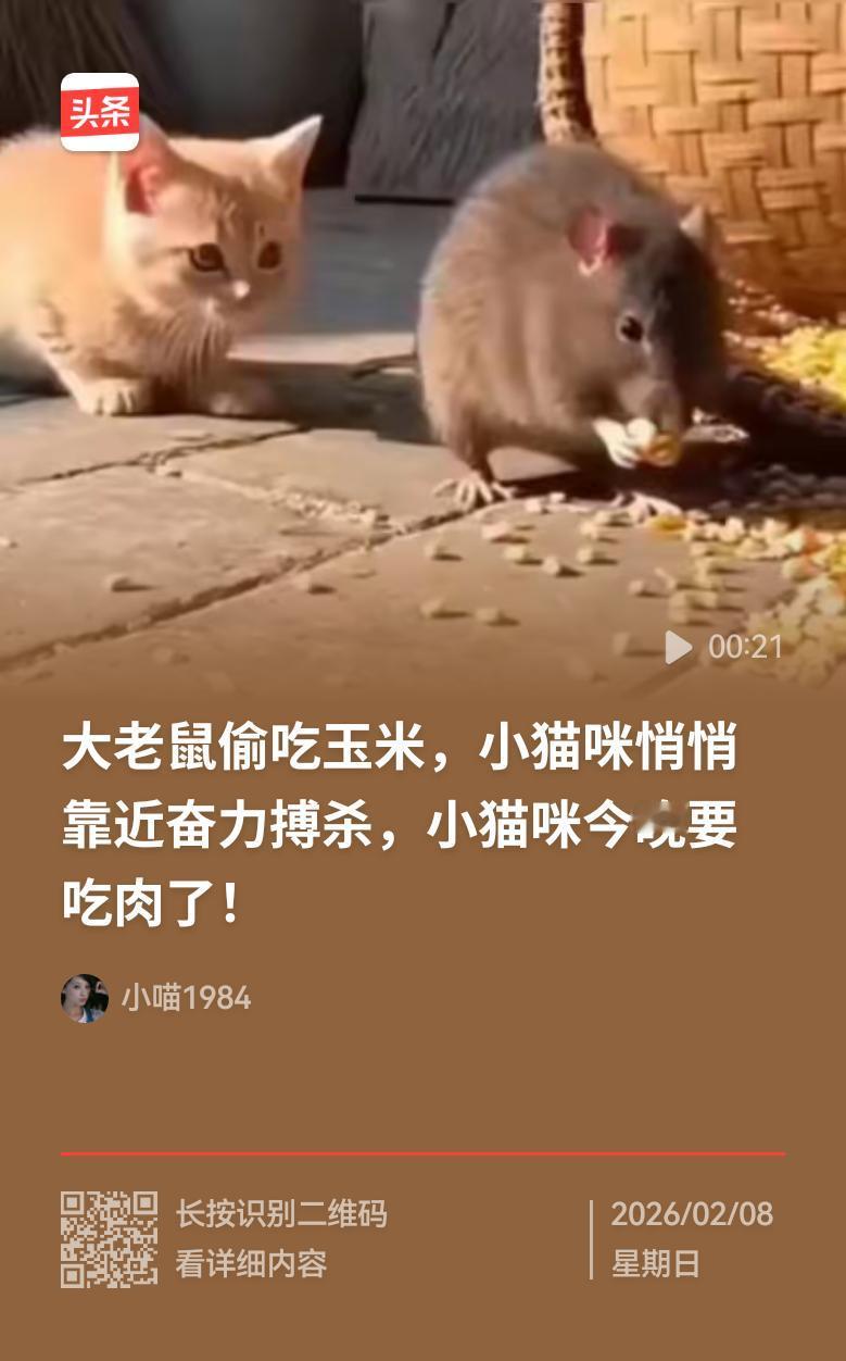 一只刚满月不久的小黄猫，瞧见一只与自己体型相仿的大老鼠正偷吃玉米。面对这只和自己