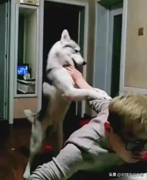 双犬互殴主人躺枪！养宠多年才懂，比狗子打架更可怕的是盲目劝架
 
家里两只狗狗突