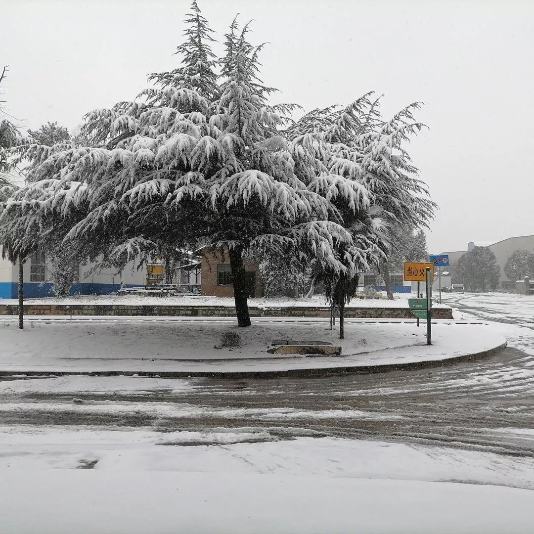 冬日校园的静谧，雪花轻拂，树木披霜，心静自然凉。校园风景 深秋校园风光 校园美景