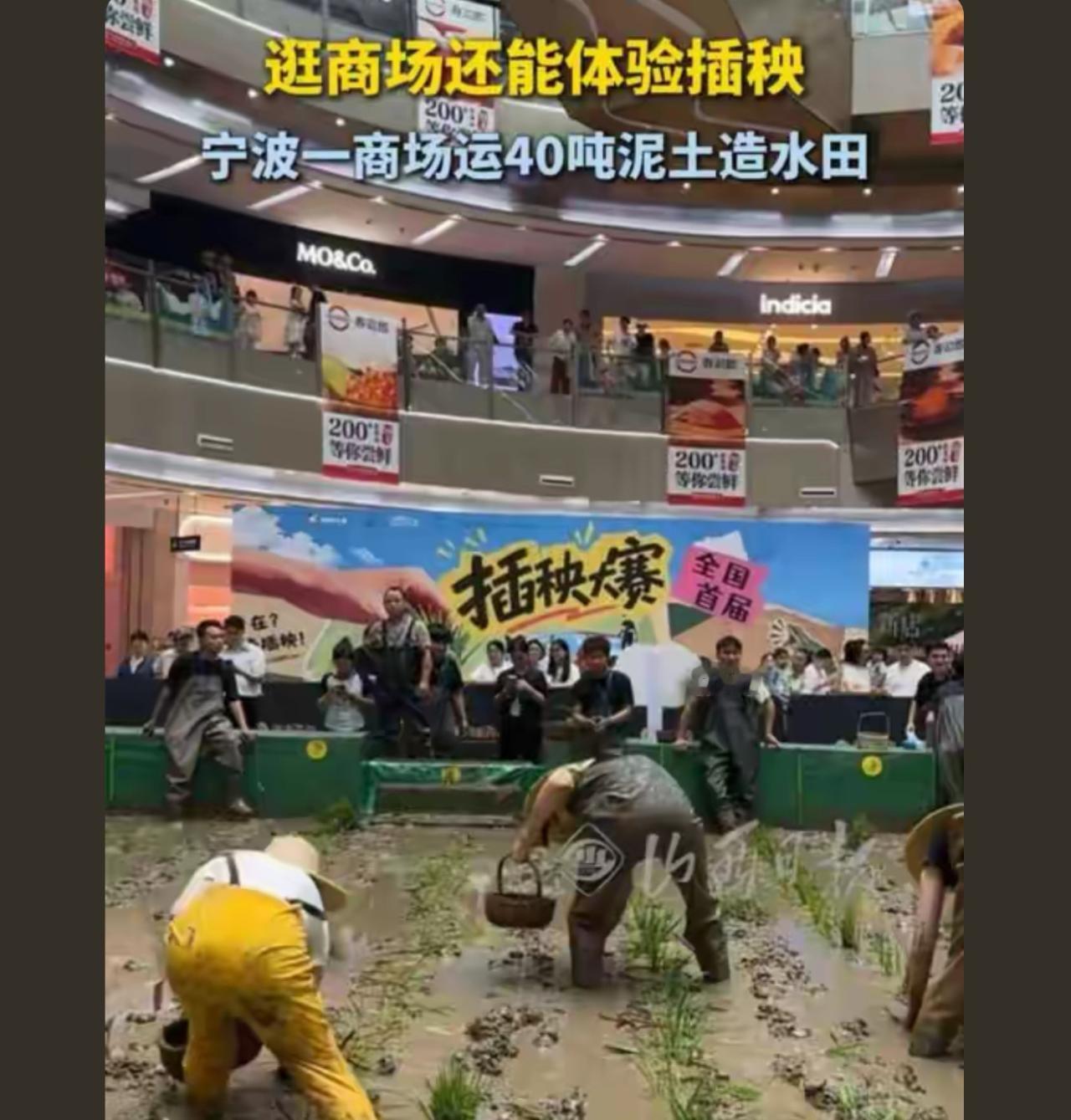 农村人，面朝黄土，背朝天，一身泥来一身汗，每插一棵秧苗，相当于磕个头城里人把插秧