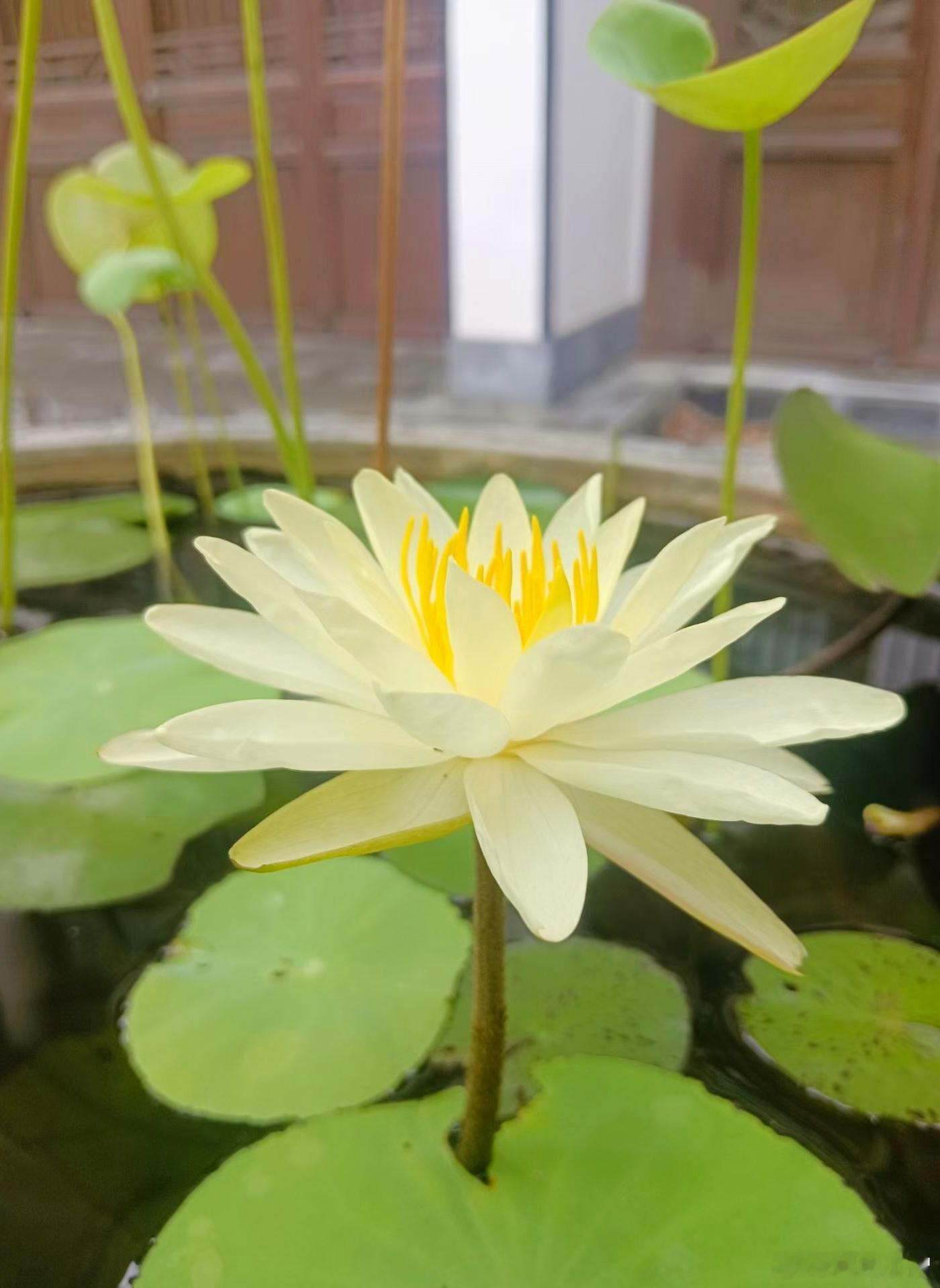佛教  师父说：人一生最重要的修行，不在于追逐身外之物，而在于安顿、修好自己的本