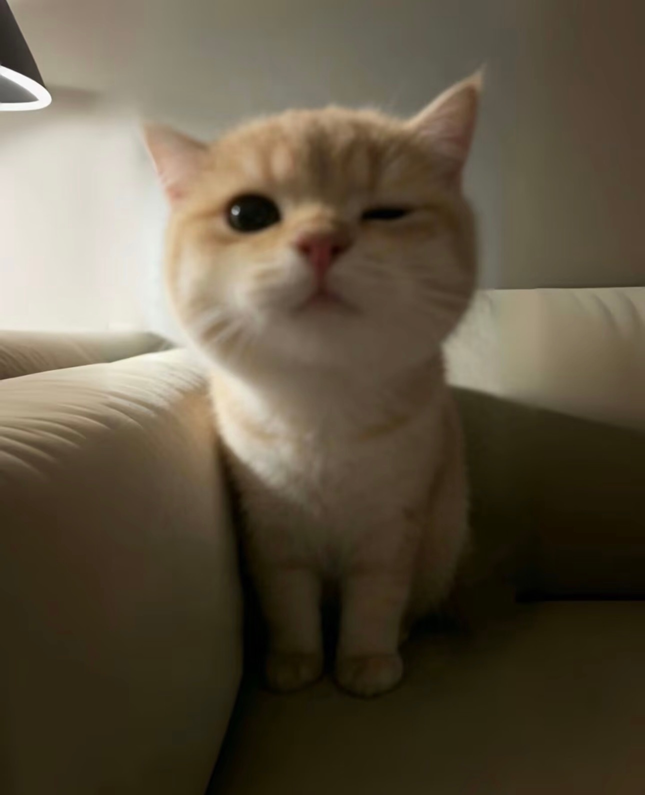 易烊千玺cos小猫wink今天格外萌之✌🏻易烊千玺小猫wink易烊千玺cos小