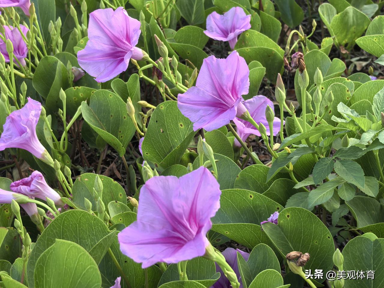 海边的厚藤，其可适应强劲海风吹袭可改变沙地微环境，常被选用为防风定沙先锋植物。