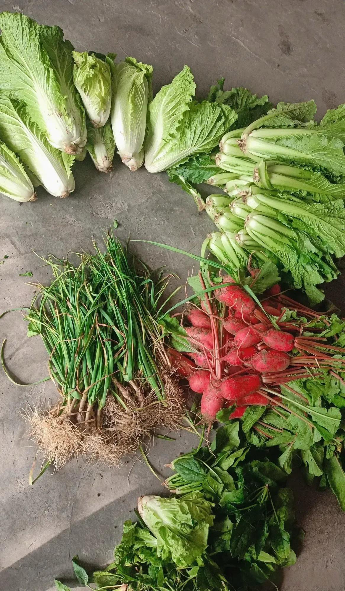 今年菜太贵了会农村要点