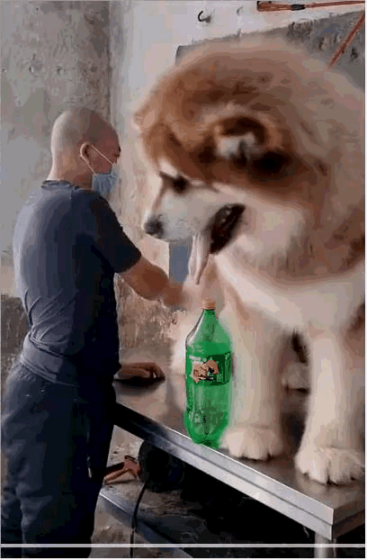 图1：宠物和宠物之间的区别，是不是有点大了吧？这是什么品种的狗子，个子太大了。