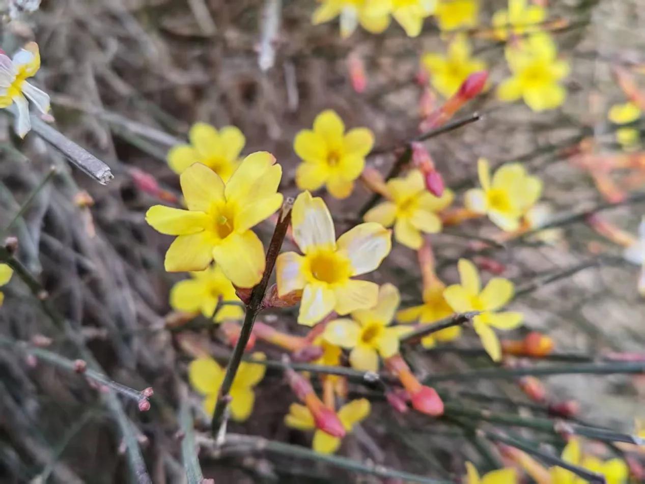 春天里的高新·迎春花
迎春花开！西安高新区开启春日赏花序幕
近日，随着西安市气温