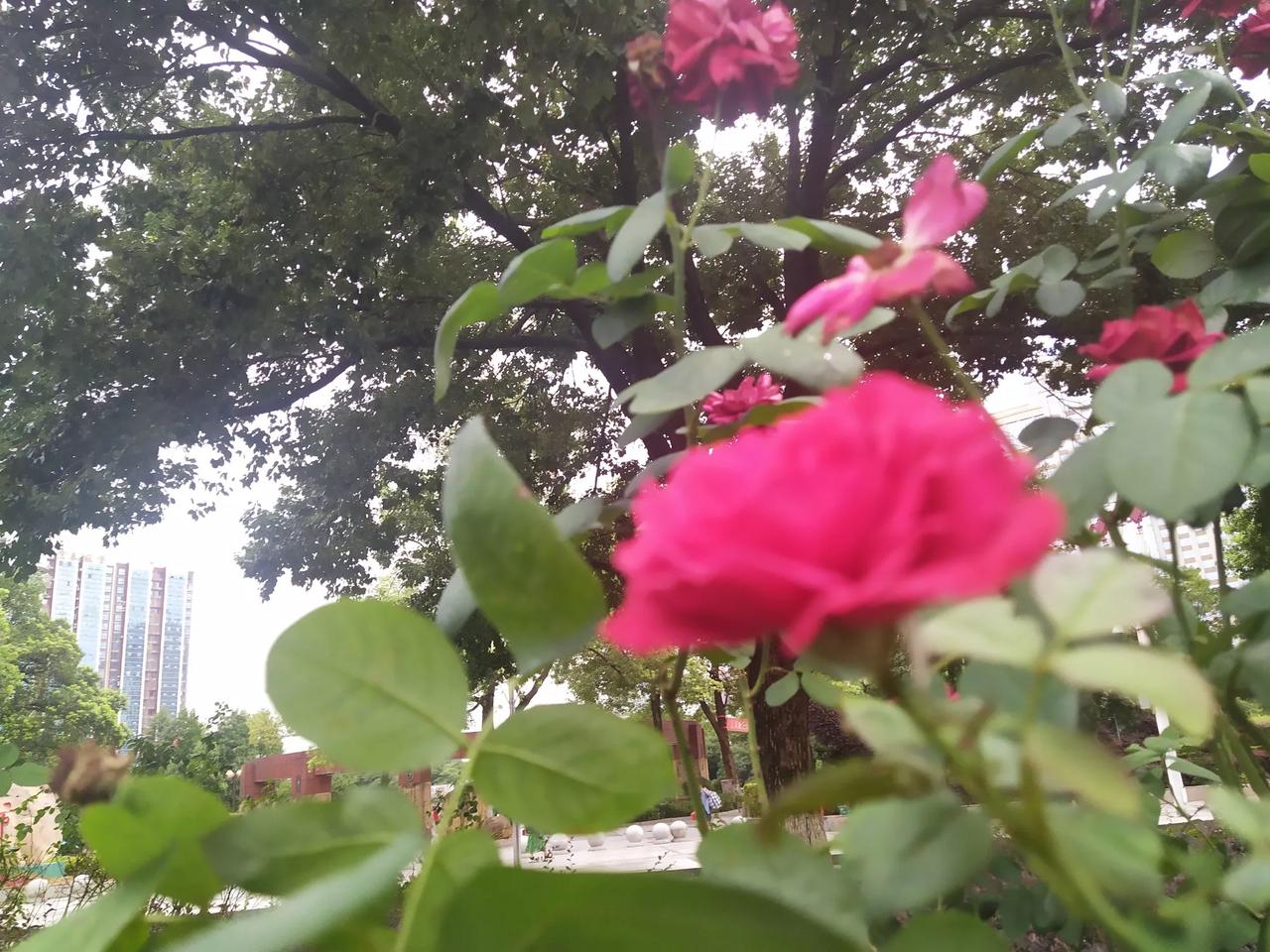 袁绍公孙(瓒)夺冀州，三国箭死英雄们！
公孙(越)辽西令支人，割据首领公孙(瓒)