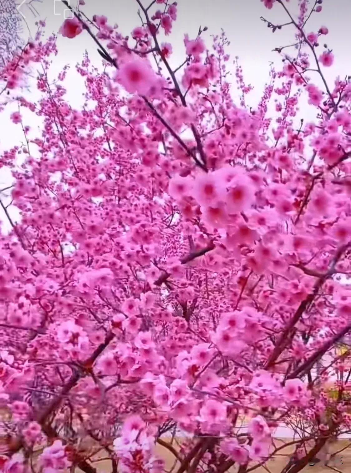 #我逛过的绝美公园#
春天，西安航天城的世子公园如诗如画。