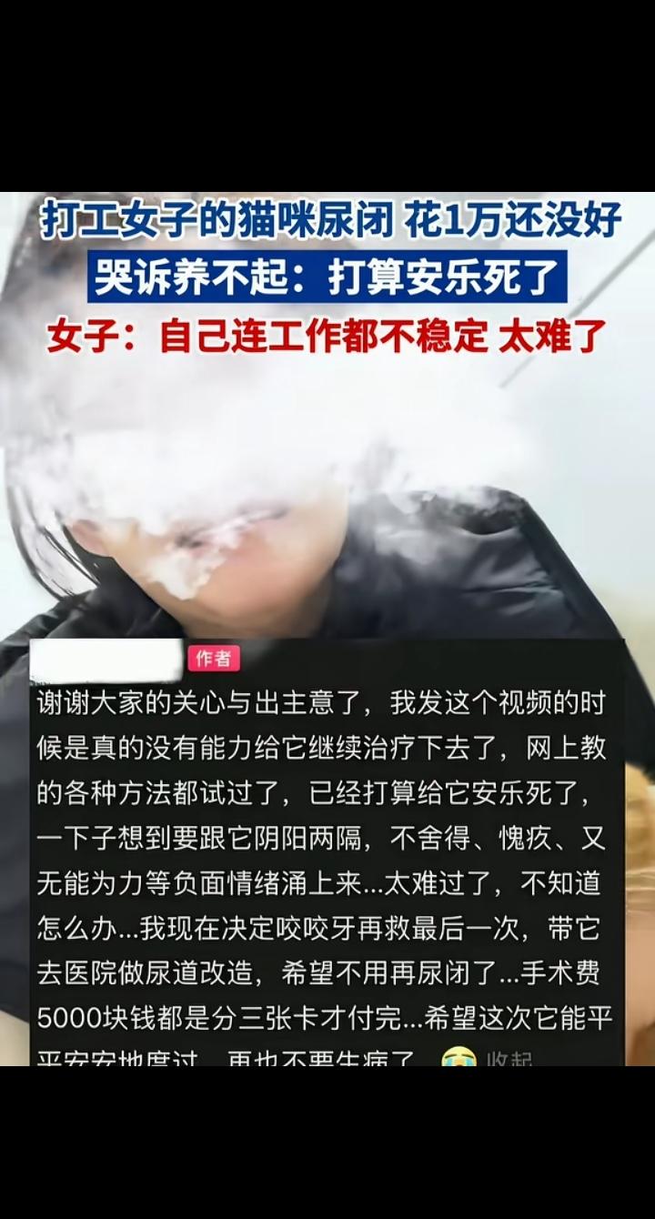 打工姑娘的猫尿闭，花了1万还没好，她哭着说要安乐死——自己工作都不稳，实在扛不住