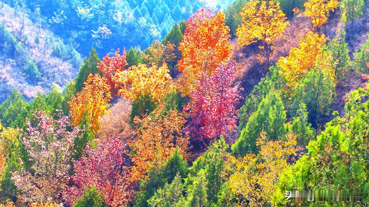 可以分享一张秋景的树叶的照片吗？