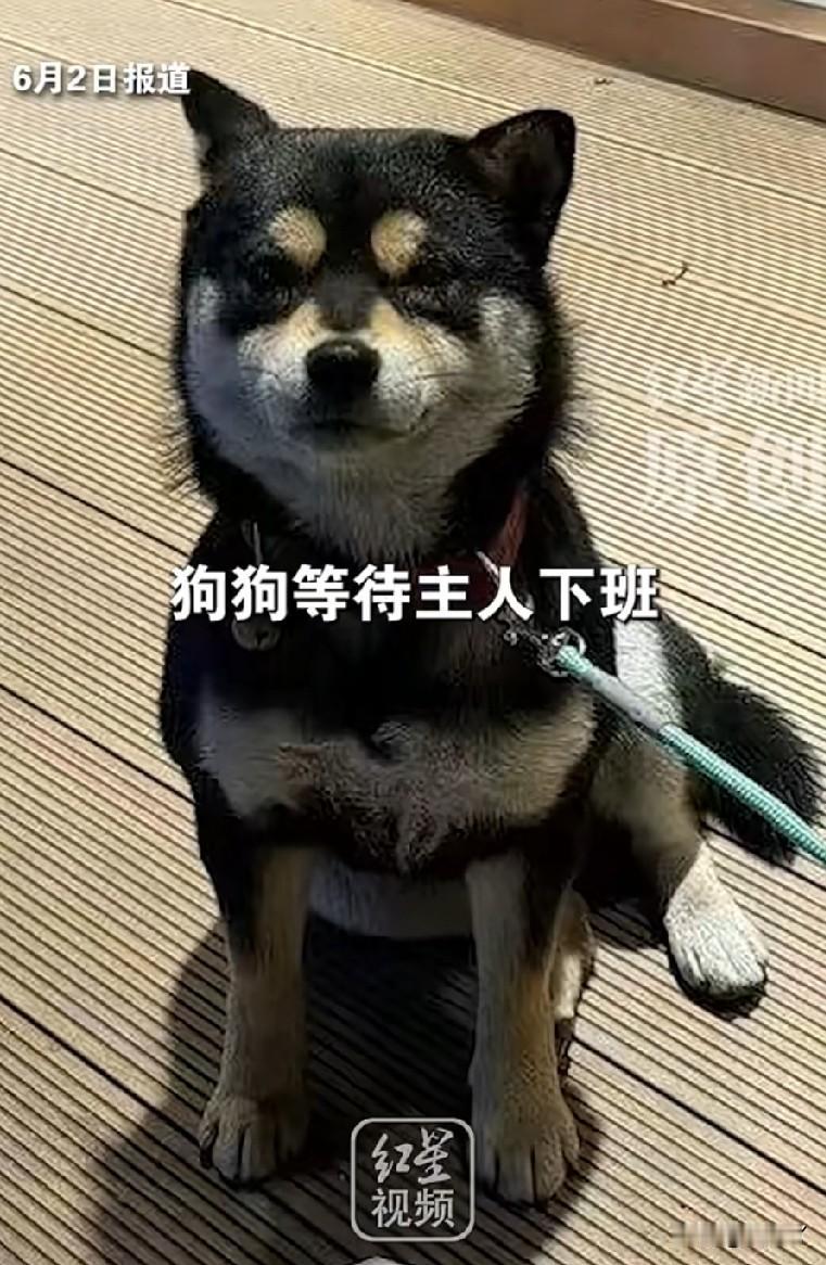 一条没拴绳的贵宾犬，半夜在地下车库里等待女主下班，被陌生男子用工具射击后，装袋带