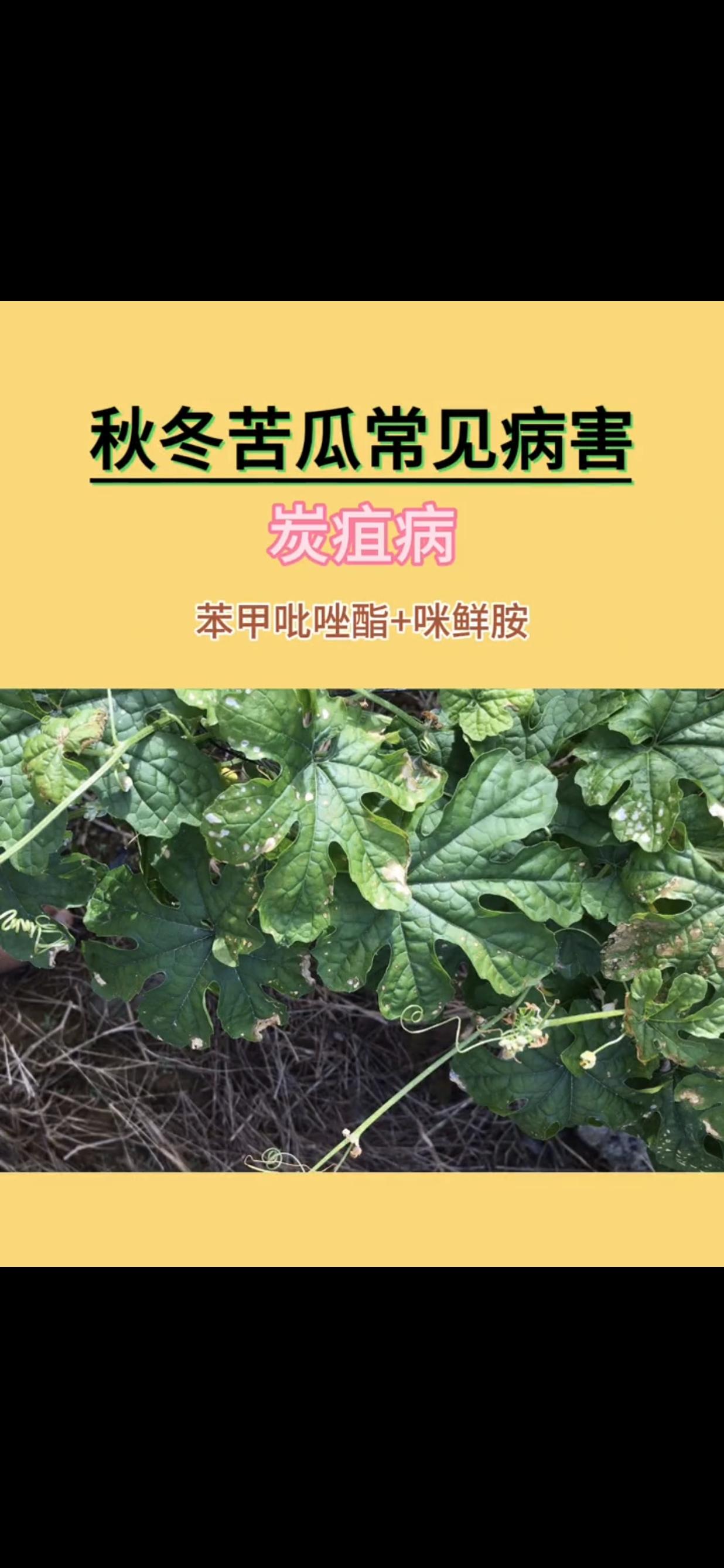 农业种植 病虫害防治 农资经销 苦瓜 杀菌剂