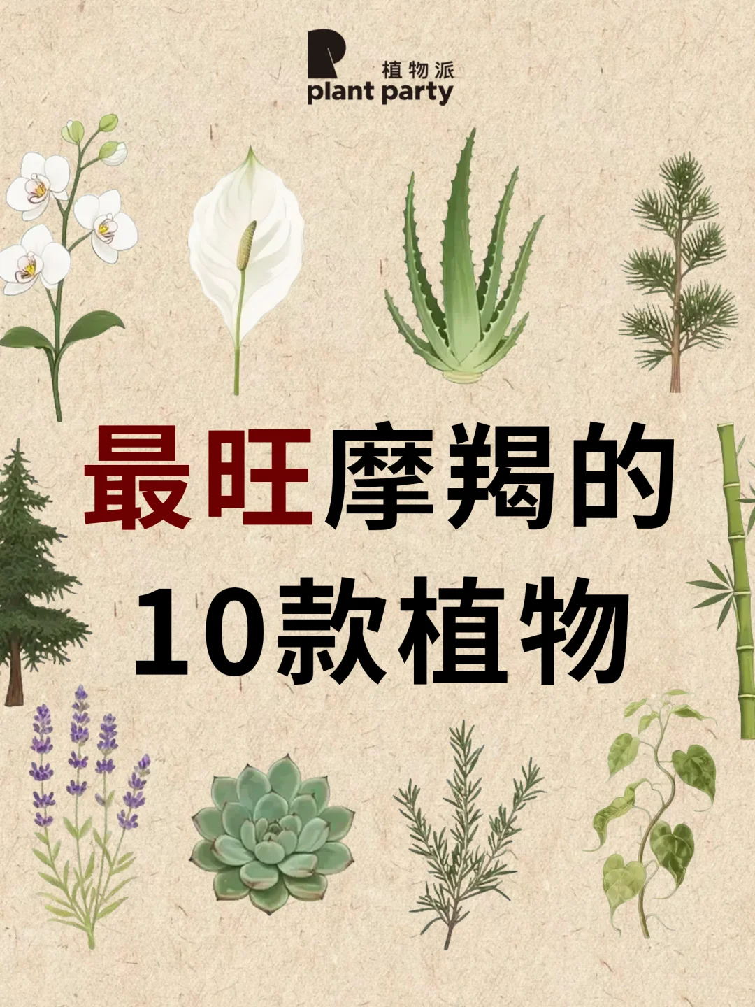 摩羯座一生最旺天选植物💰旺到发光