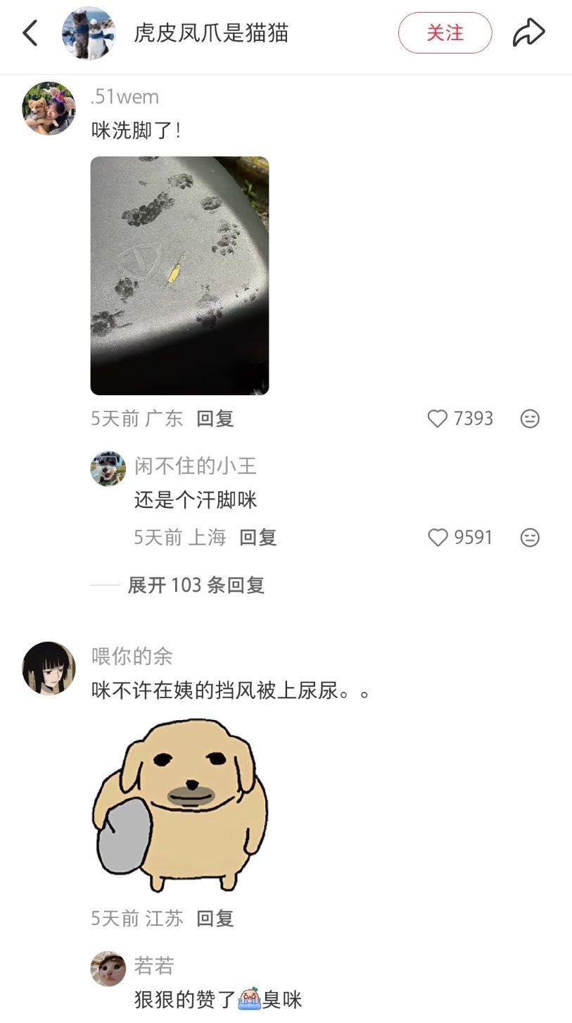 咪咪大王的礼物🎁🐾 