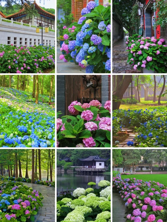5月来南京，看过这9个地方的绣球再离开
