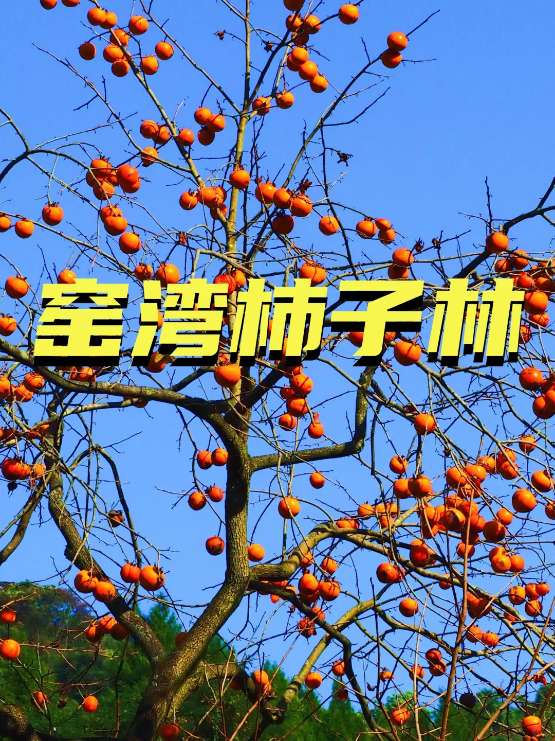 成都周边的柿子林｜冬初的限定浪满🍂