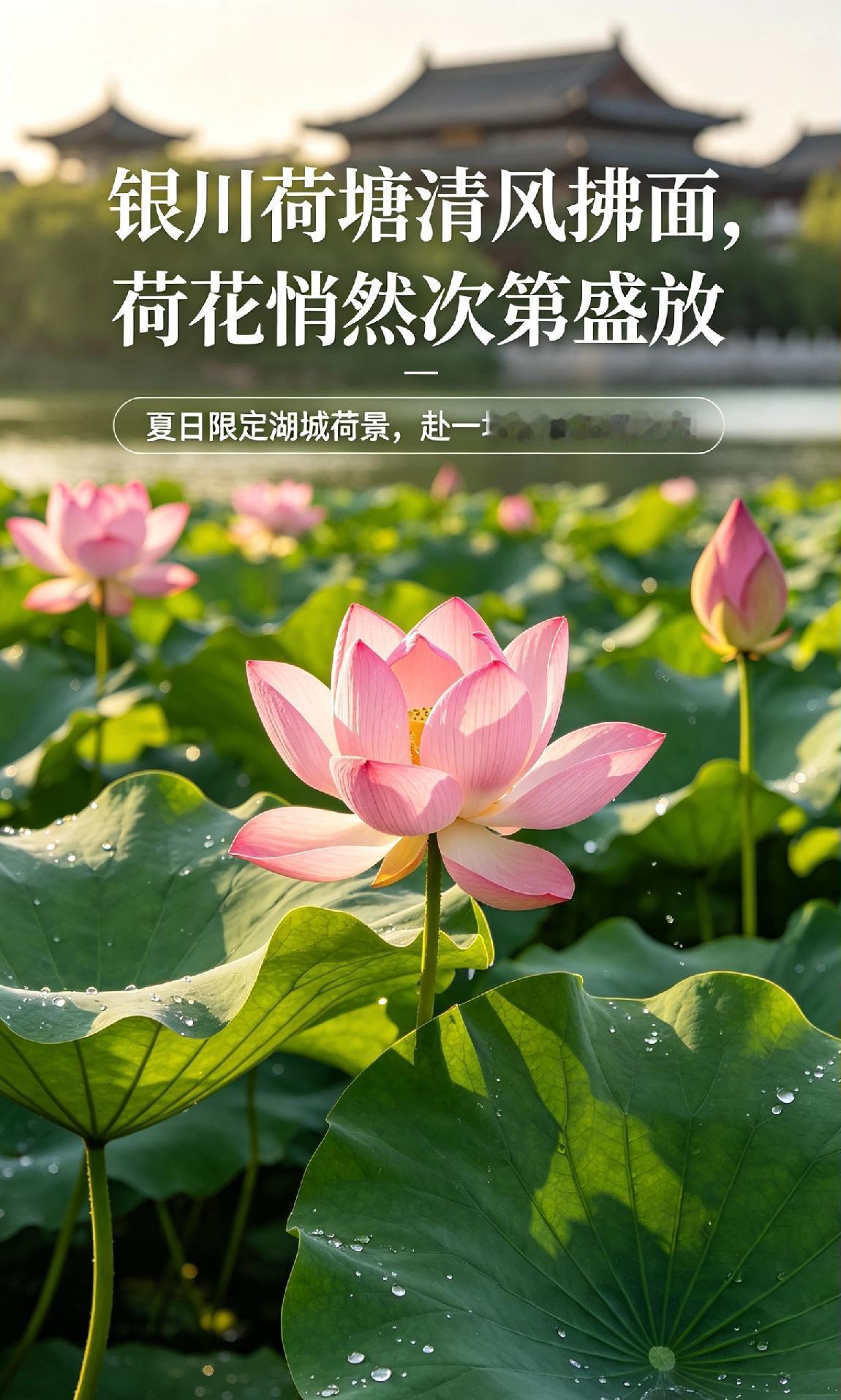 银川荷塘清风拂面，荷花悄然次第盛放
夏日限定湖城荷景，赴一场清雅花间之约