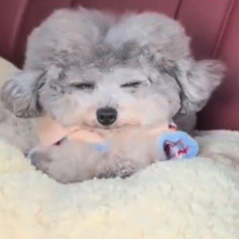 春节返程的小狗火了。原本坐车前摇着尾巴蹦跶的小家伙，十几个小时车程下来，耳朵耷拉