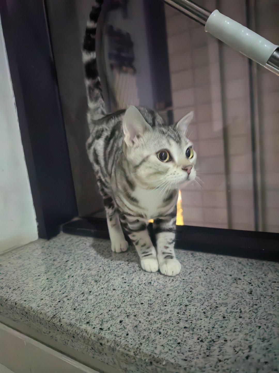 从工作室出来，楼道里有一只很干净的小咪。似乎是谁家的猫猫走丢了。要不是我明天要出