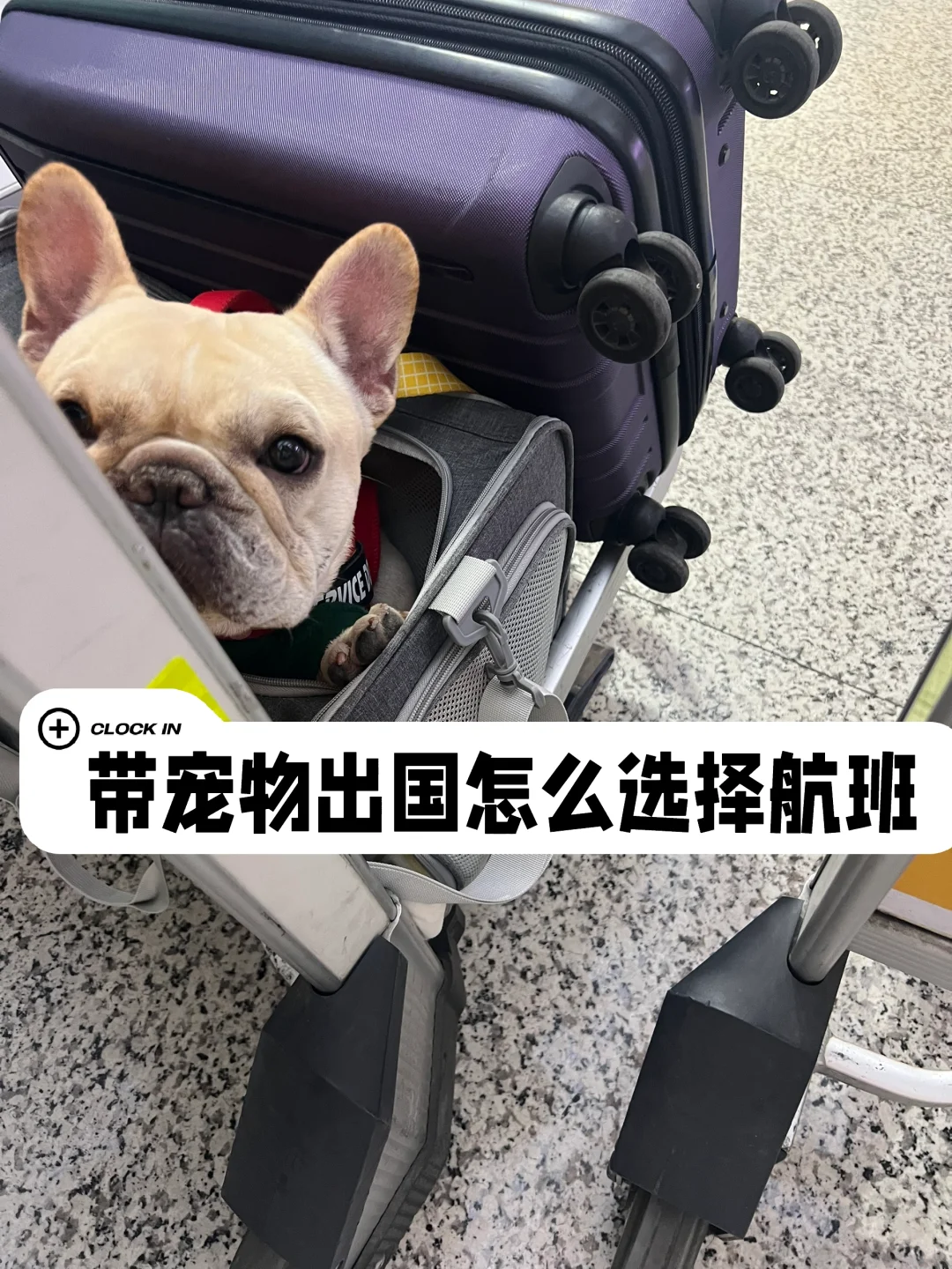 带狗去美国攻略〈2〉