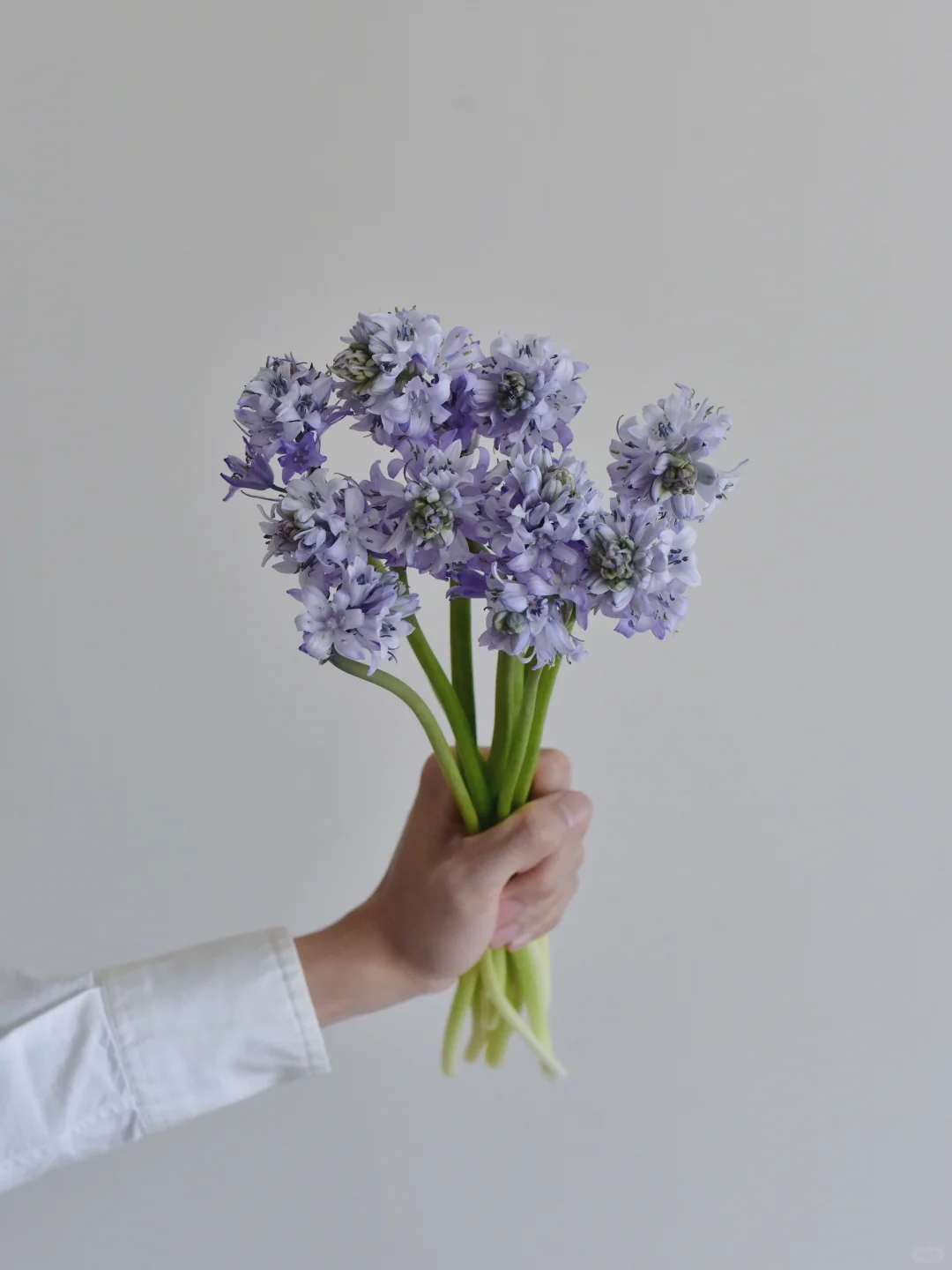 荷兰棉枣属·Blue