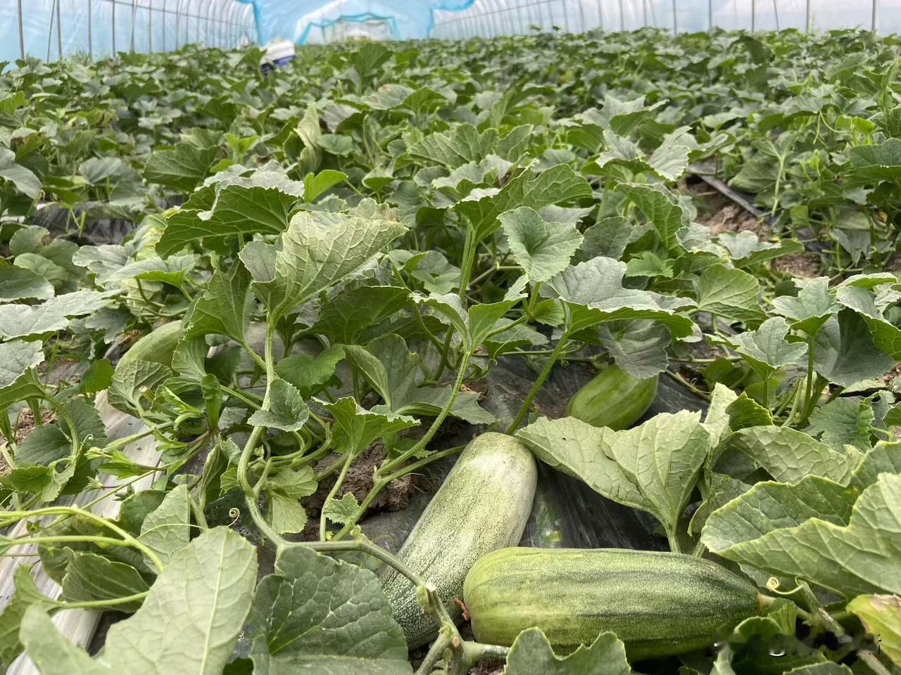 实践大于认识的内涵，1、虽然大多认识都是间接知识，但是真正解决我们问题的，其实就