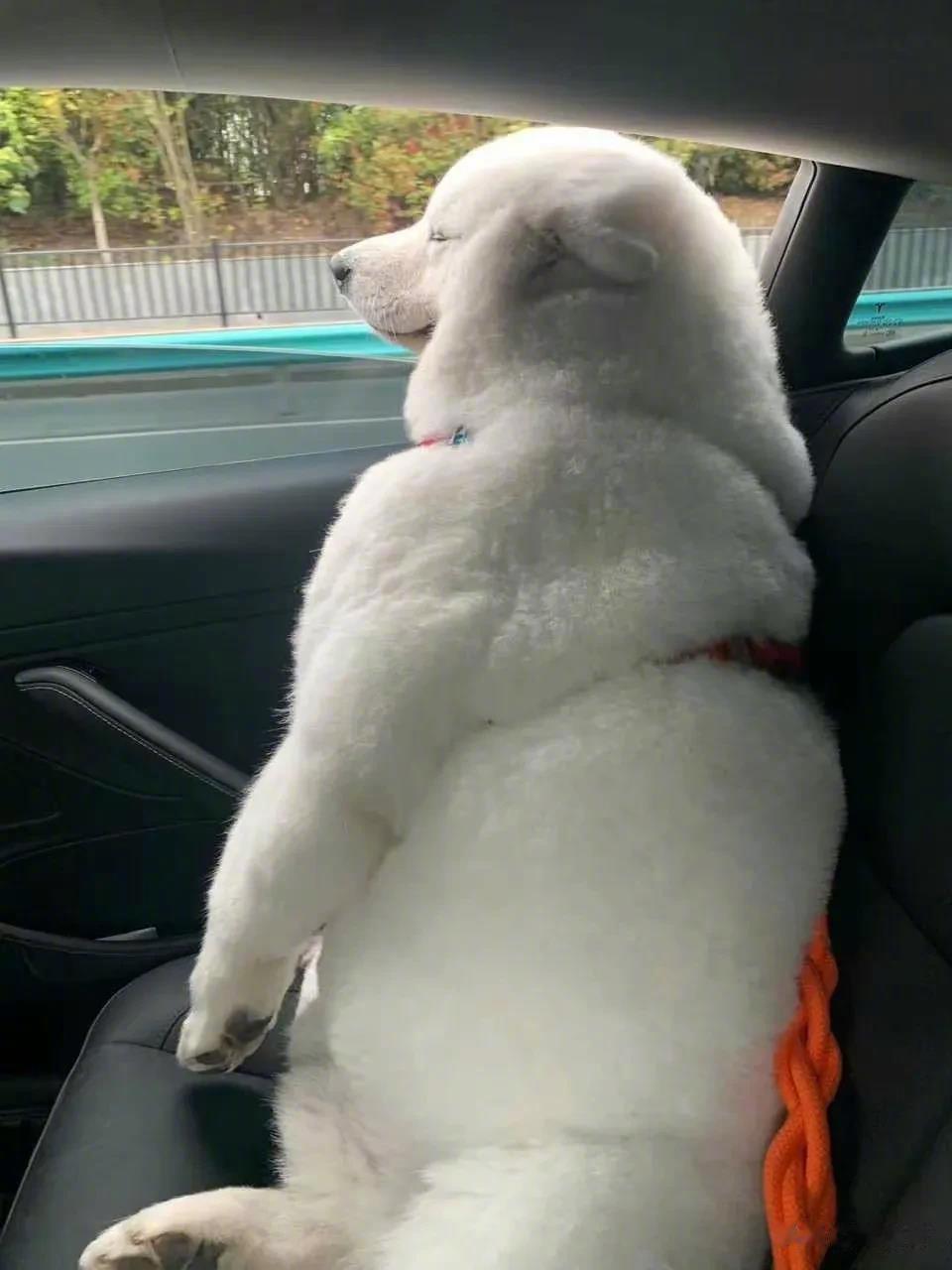 朋友家的萨摩，彷佛一米九五的壮汉～