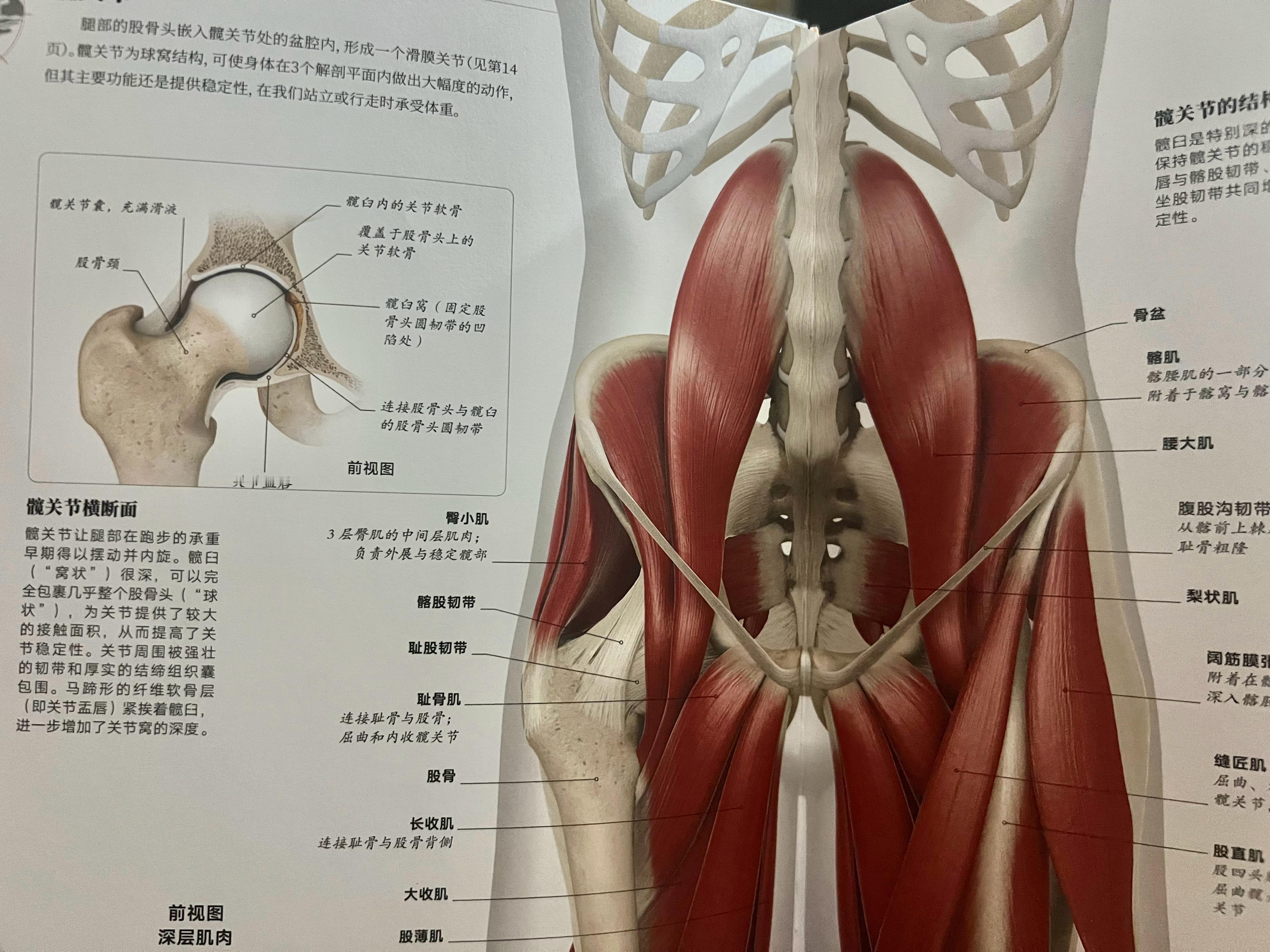 髋关节跑步[超话]即刻开跑 ​​​