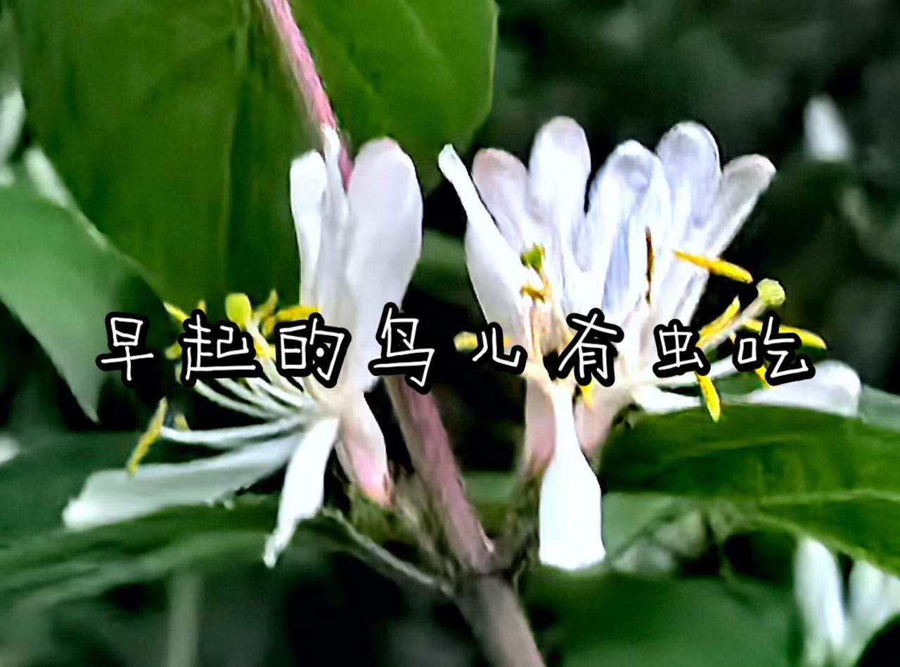 早起的鸟儿有虫吃