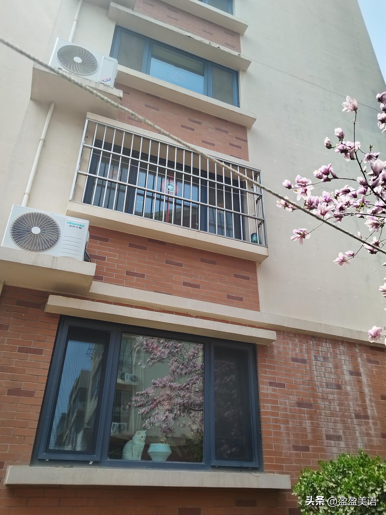 春天来了！
窗外的玉兰花，窗内的大白猫，蝴蝶兰，在窗子里荡呀荡……