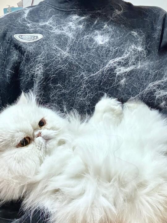 试了多款猫粮，这款最合适