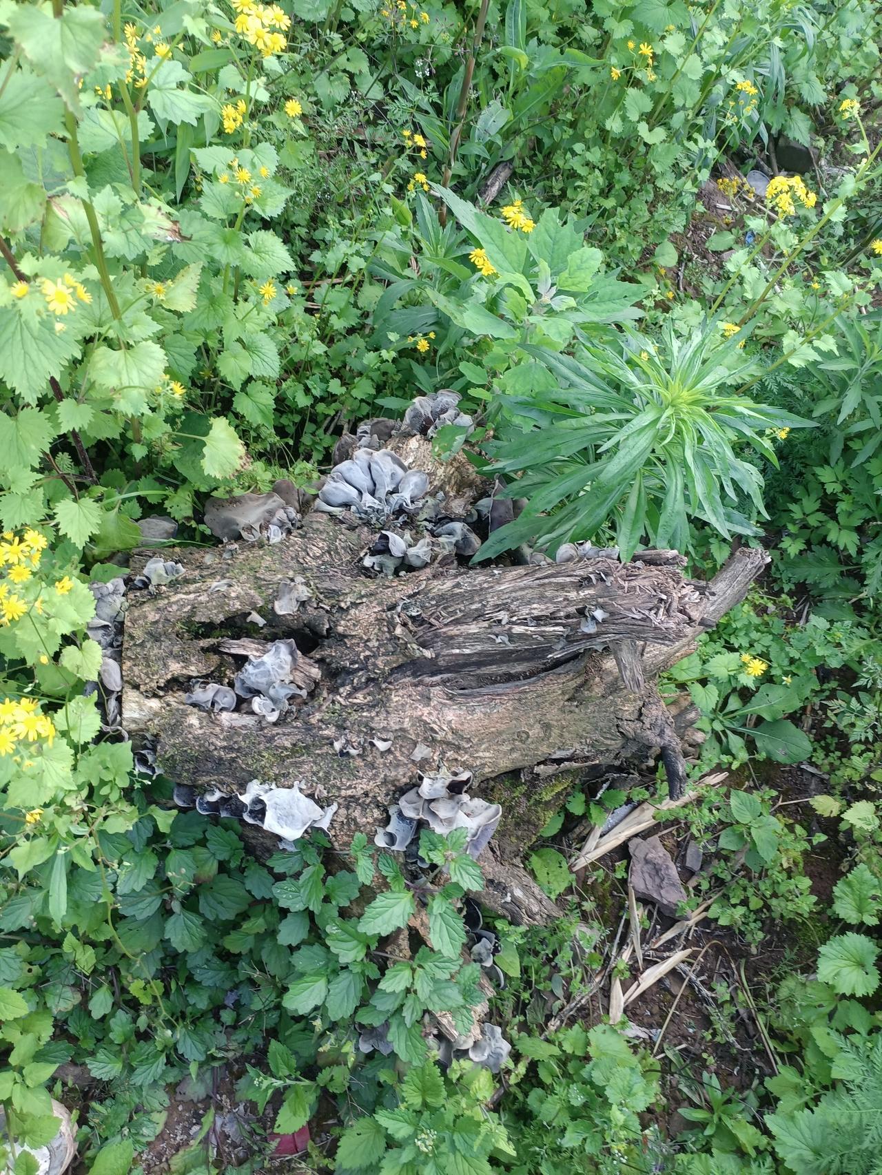 重庆的朋友们，这是在树桩上长的，也不知道能不能吃呢？大家帮忙看看吧！这段时间，重