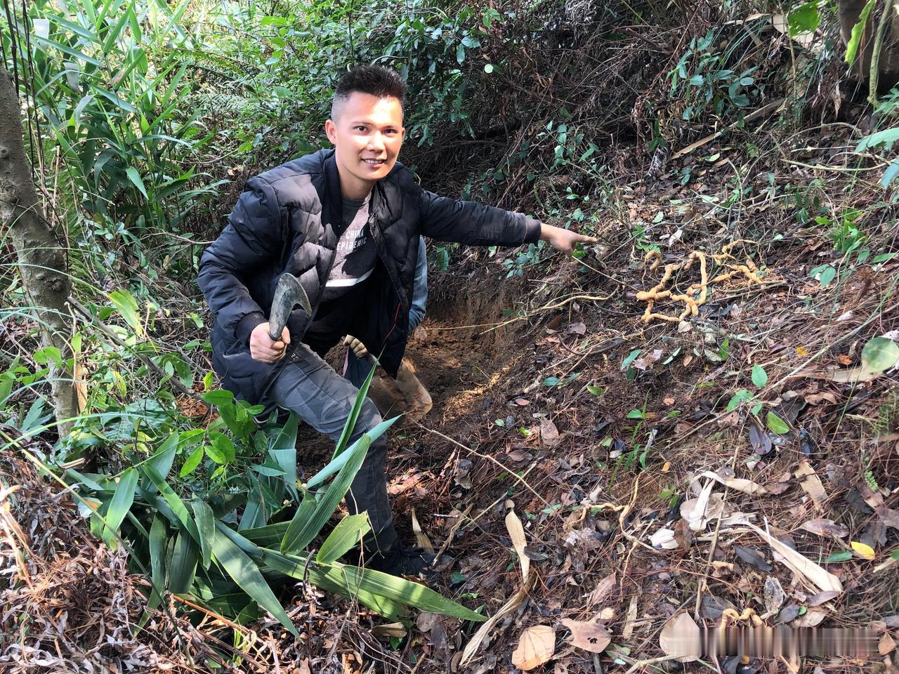 原本想和朋友进这个深山老林找找看有没有牛大力的，结果发现了这玩意！而且越找越多[