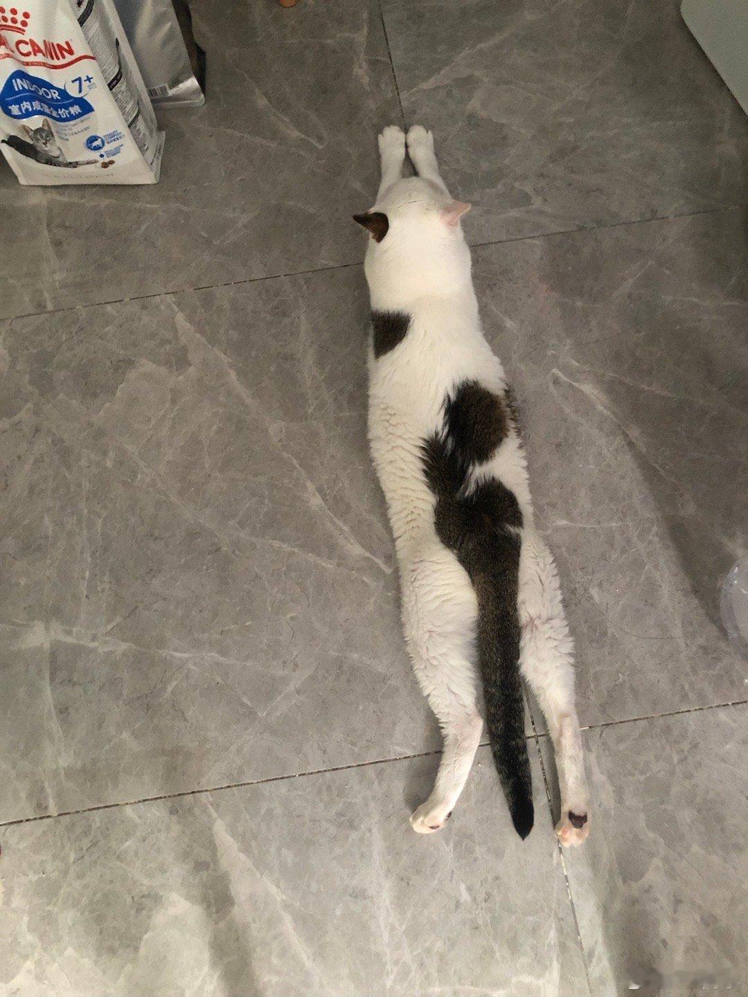 一条猫子 ​​​